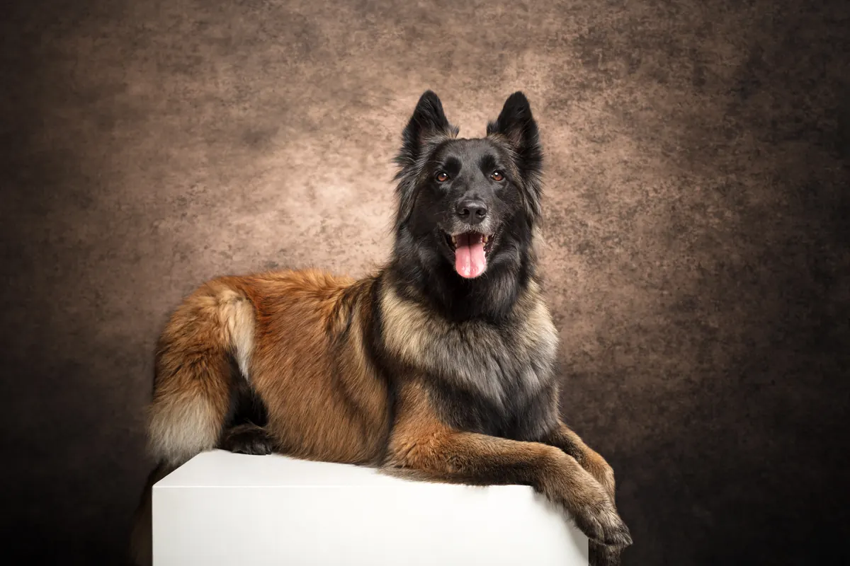 Portrait animal — Studio Deux-Quatre Guebwiller