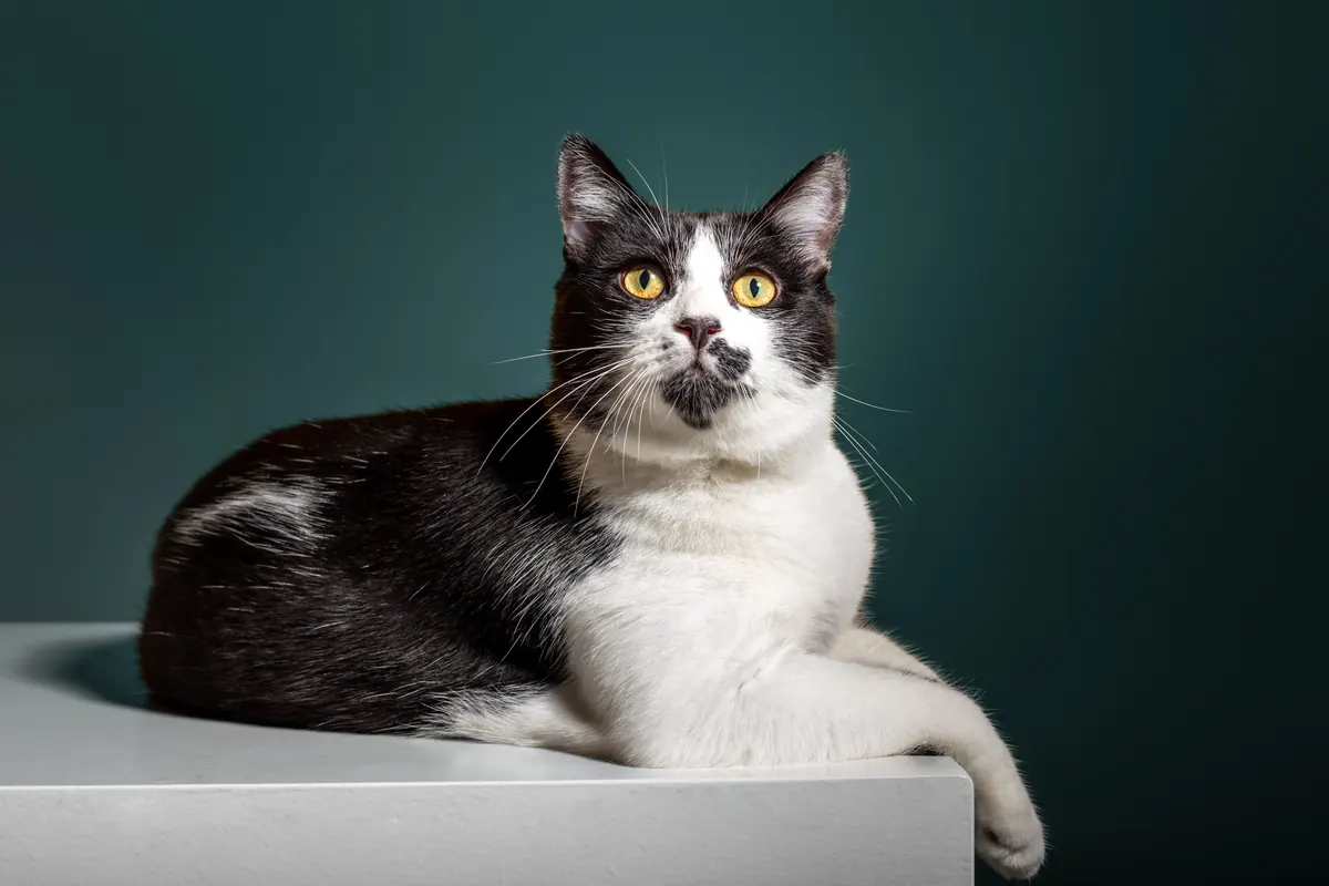 Portrait animal — Studio Deux-Quatre Guebwiller