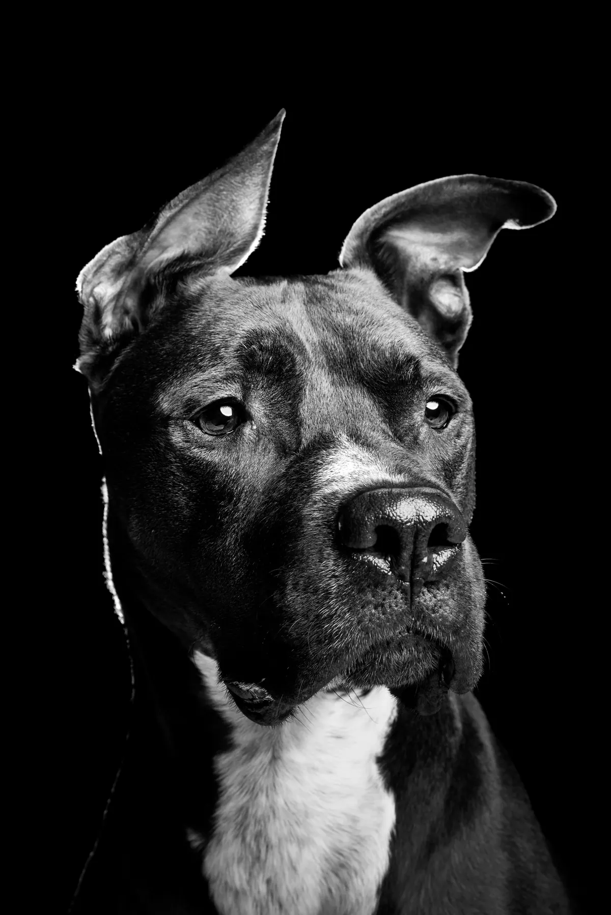 Portrait animal — Studio Deux-Quatre Guebwiller