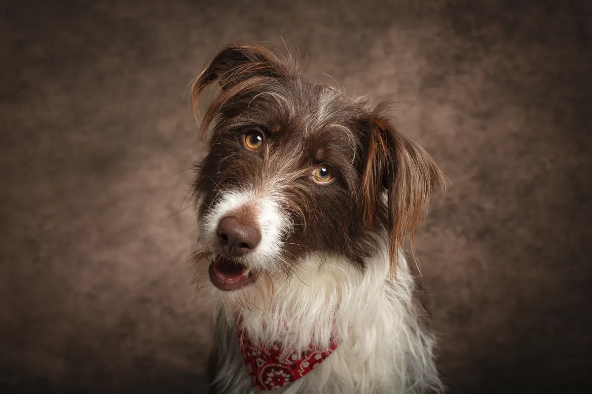 Portrait animal — Studio Deux-Quatre Guebwiller
