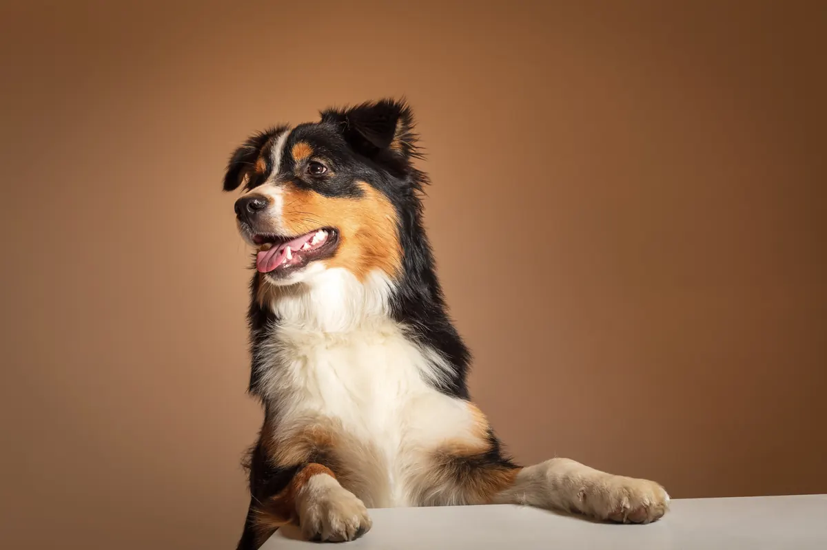 Portrait animal — Studio Deux-Quatre Guebwiller