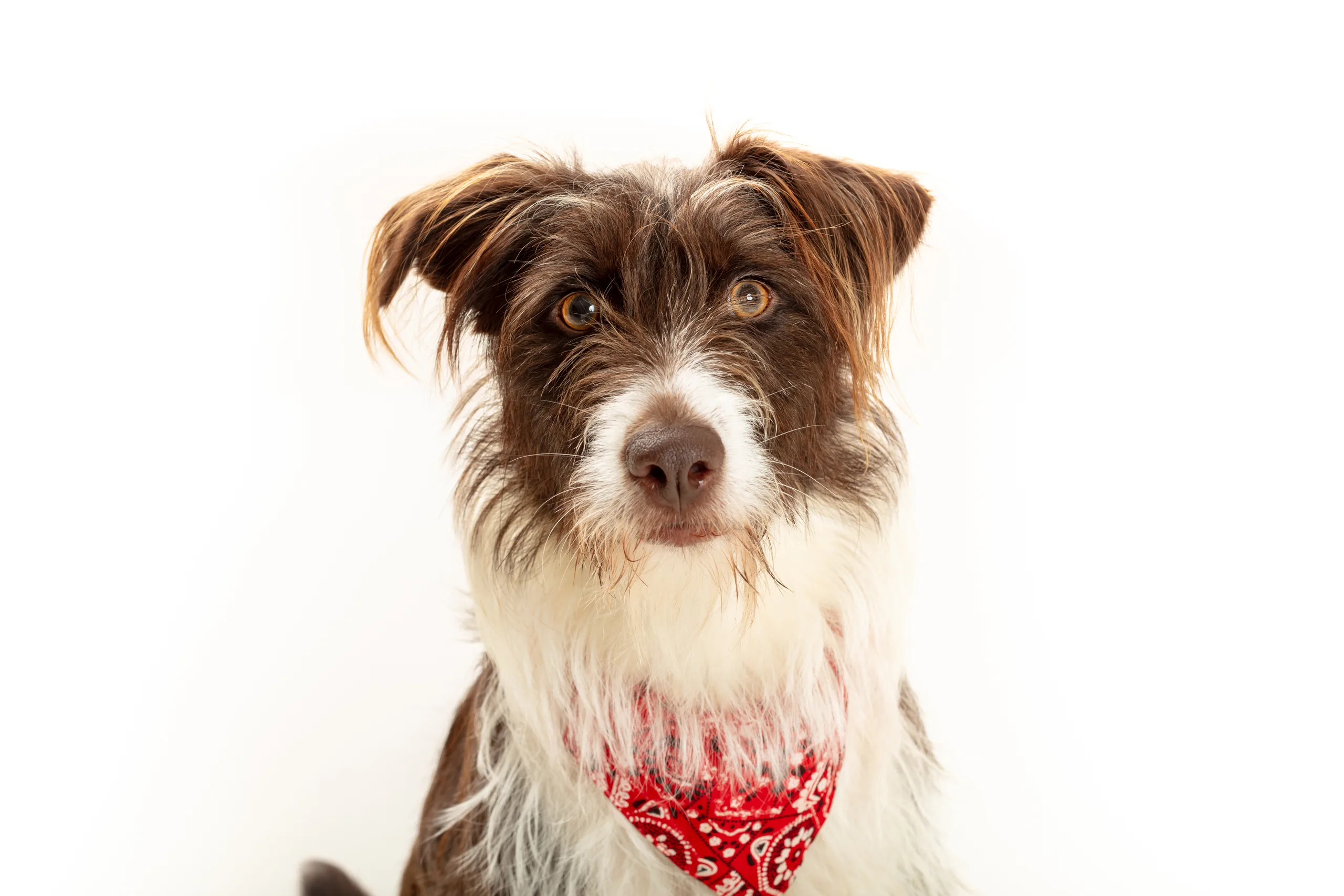 Portrait animal — Studio Deux-Quatre