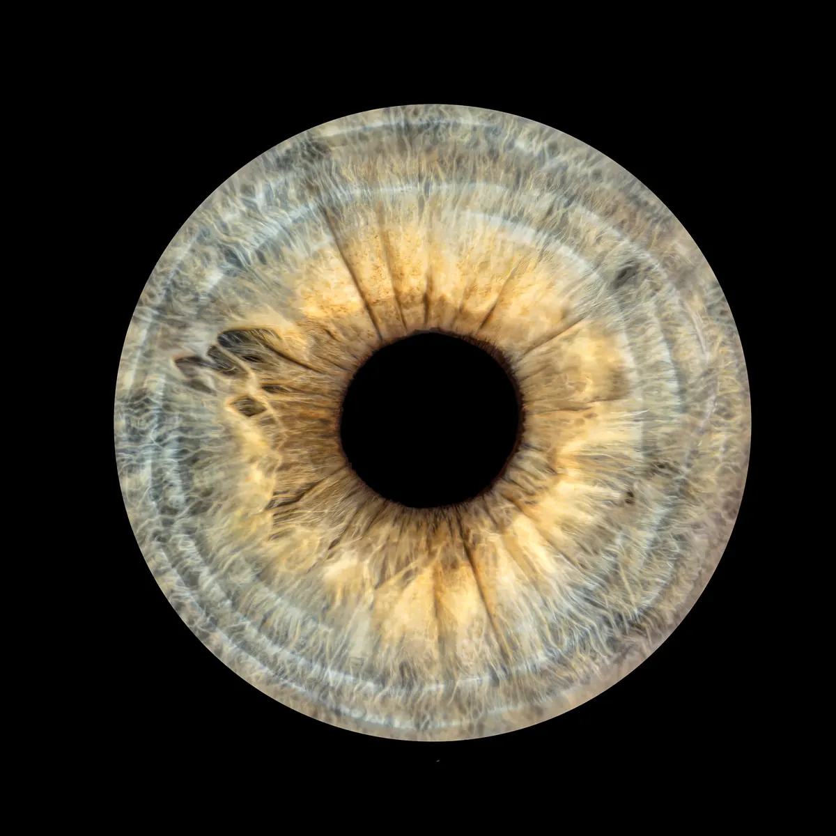 Photo iris macro — Studio Deux-Quatre Guebwiller
